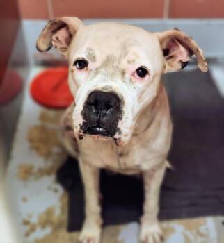 Dogo Argentino and Mixed Breed Dogs Available for Adoption in Houston, Texas - BOBBY | PetCurious