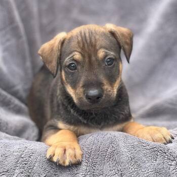 Shepherd and Labrador Retriever Dogs Available for Adoption in San Diego, California - Dakota Pup - Rupert | PetCurious