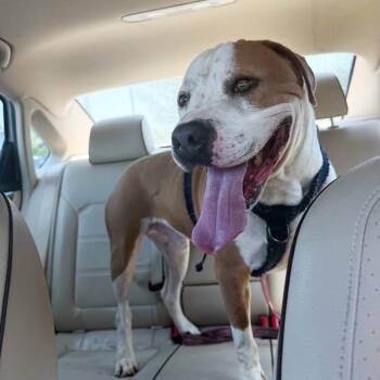 Socks -  Mixed Breed Dog for Adoption in Alabaster, Alabama - Socks | PetCurious