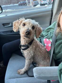 Miniature Poodle Dogs Available for Adoption - Papa Bear | PetCurious