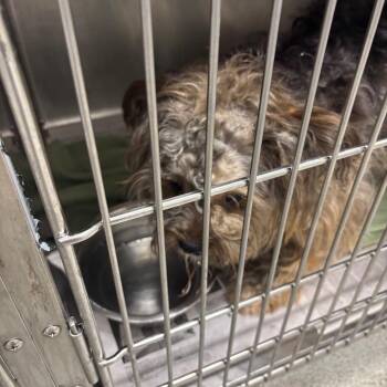 Oscar -  Mixed Breed Dog for Adoption in Chicago, Illinois - Oscar | PetCurious