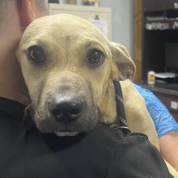 Tessa -  Mixed Breed Dog for Adoption in Summerville, South Carolina - Tessa | PetCurious