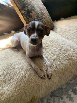 Rescue Mixed Breed Dogs for Adoption in Taycheedah, Wisconsin - Schmookie | PetCurious