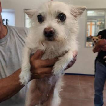 Terrier Dogs Available for Adoption in Los Angeles, California - Waitress A2269725 | PetCurious