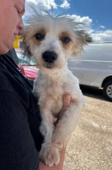 Snowball -  Maltese and Yorkshire Terrier Dog for Adoption in Thompson Falls, Montana - Snowball | PetCurious