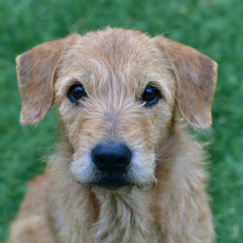 Rescue Wirehaired Terrier Dogs for Adoption in Ottawa, Kansas - Cashmere | PetCurious