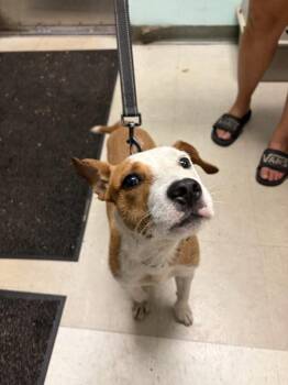 Argos -  Pit Bull Terrier Dog for Adoption in Mobile, Alabama - Argos | PetCurious