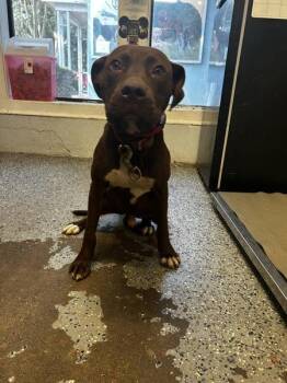 Franklin -  Pit Bull Terrier Dog for Adoption in Mobile, Alabama - Franklin | PetCurious