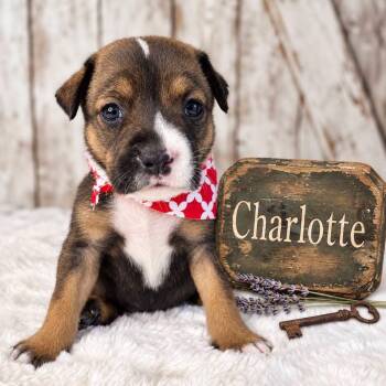 Charlotte -  Beagle and Treeing Walker Coonhound Dog for Adoption in Nahunta, Georgia - Charlotte | PetCurious