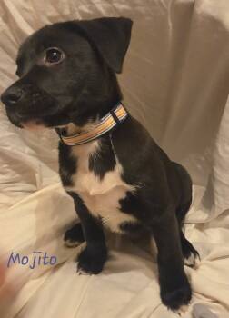 Rescue Mixed Breed Dogs for Adoption in Taycheedah, Wisconsin - Mojito | PetCurious
