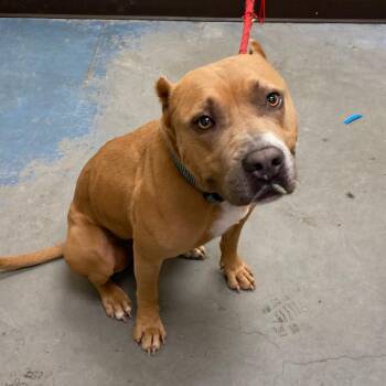 BROCK -  Mixed Breed Dog for Adoption in Memphis, Tennessee - BROCK | PetCurious