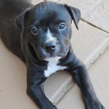 Rescue Boxer Dogs for Adoption in Green Valley, Arizona - Crackle | PetCurious