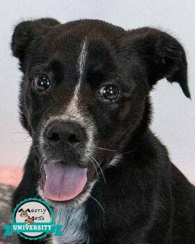 Korra -  Labrador Retriever Dog for Adoption in Kennesaw, Georgia - Korra | PetCurious