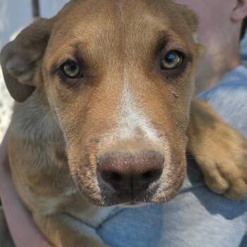 American Staffordshire Terrier and Black Labrador Retriever Dogs Available for Adoption in Klamath Falls, Oregon - Coco | PetCurious