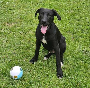 Rescue Mixed Breed Dogs for Adoption in Puyallup, Washington - Timmy | PetCurious