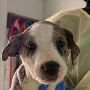 Terrier Dogs Available for Adoption - Fortune | PetCurious