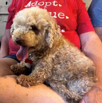 Willapa -  Poodle Dog for Adoption in Tulsa, Oklahoma - Willapa | PetCurious