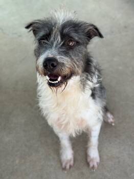 Rescue Terrier Dogs for Adoption in Canyon Lake, Texas - Blaze | PetCurious