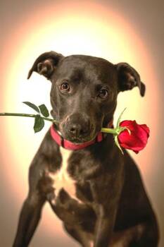 Mixed Breed Dogs Available for Adoption in Jacksonville, Florida - TAYLOR SWIFT | PetCurious