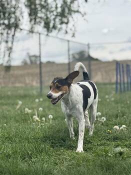Parson Russell Terrier and Mixed Breed Dogs Available for Adoption in Columbus, Indiana - Milo | PetCurious