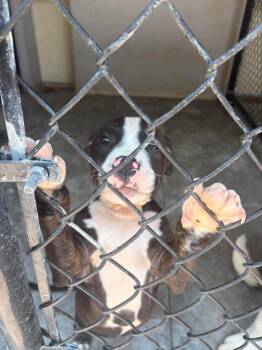 Presley -  Pit Bull Terrier Dog for Adoption in Republic, Missouri - Presley | PetCurious