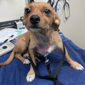 Peach -  Chihuahua Dog for Adoption in Lakeland, Florida - Peach | PetCurious