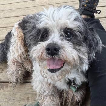 Shih Tzu Dogs Available for Adoption in Phoenixville, Pennsylvania - Cooper | PetCurious