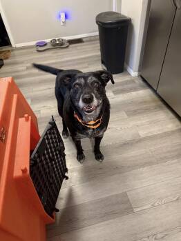 Labrador Retriever Dogs Available for Adoption - Walter | PetCurious