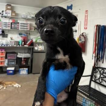 Mort -  Chihuahua Dog for Adoption in Edinburg, Texas - Mort | PetCurious