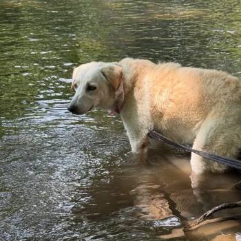 Heaven Pearl -  Golden Retriever and Whippet Dog for Adoption in Houston, Texas - Heaven Pearl | PetCurious