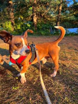 Wally Walnuts -  Chihuahua and Dachshund Dog for Adoption in Wappingers Falls, New York - Wally Walnuts | PetCurious