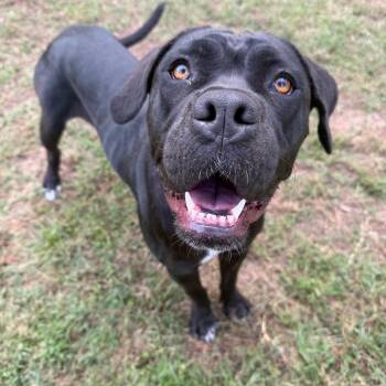 Agatha -  Cane Corso Dog for Adoption in Klein, Texas - Agatha | PetCurious