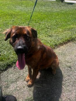 Yeager -  Mixed Breed Dog for Adoption in Douglasville, Georgia - Yeager | PetCurious