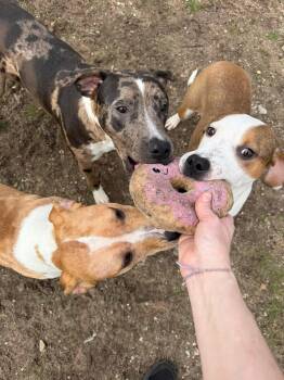 Pumpkin, Bubba, Mikey -  Labrador Retriever Dog Available for Adoption in Bellaire, Michigan - Pumpkin, Bubba, Mikey | PetCurious