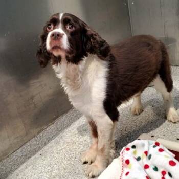 English Springer Spaniel Dogs Available for Adoption - Hoss | PetCurious