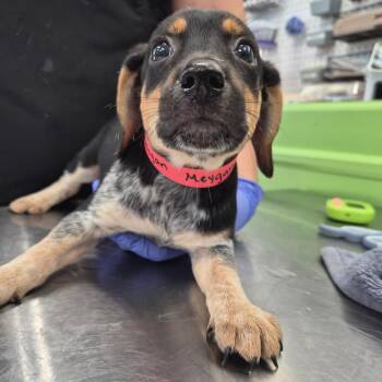 Meygan -  Retriever Dog for Adoption in Montgomery, Alabama - Meygan | PetCurious