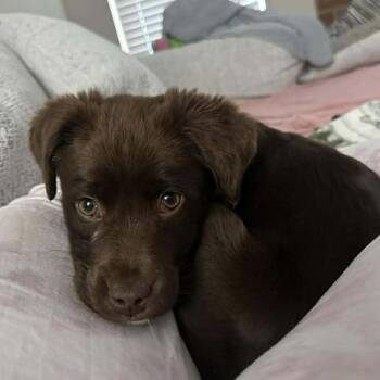 Chocolate Labrador Retriever Dogs Available for Adoption - Winnie | PetCurious