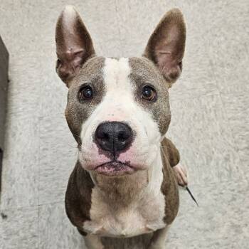 Rescue Pit Bull Terrier Dogs for Adoption in Chatham, Virginia - Sadie | PetCurious