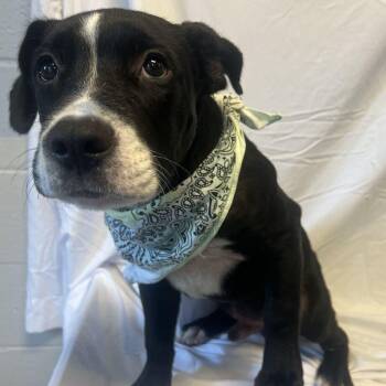 Max -  Mixed Breed Dog for Adoption in Canal Winchester, Ohio - Max | PetCurious