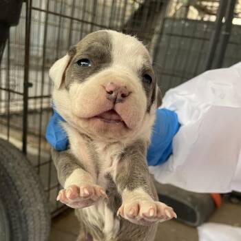 Kera -  Pit Bull Terrier Dog for Adoption in Edinburg, Texas - Kera | PetCurious