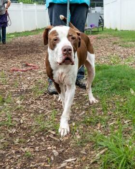 Fondue -  Mixed Breed Dog for Adoption in Chamblee, Georgia - Fondue | PetCurious