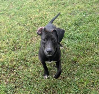 Labrador Retriever Dogs Available for Adoption in Little Rock, Arkansas - Roman | PetCurious