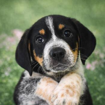 Australian Shepherd Dogs Available for Adoption - Gronk | PetCurious