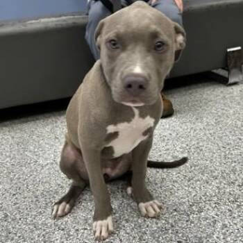 Whisper -  Pit Bull Terrier Dog for Adoption in Converse, Texas - Whisper | PetCurious
