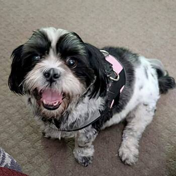 Daisy May -  Shih Tzu Dog for Adoption in Hillsborough, North Carolina - Daisy May | PetCurious