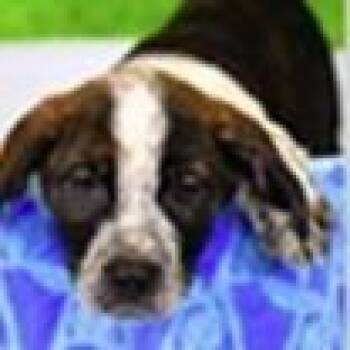 Hound Dogs Available for Adoption - Eeyore | PetCurious