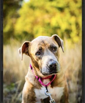 Rescue Retriever Dogs for Adoption in San Antonio, Texas - Kahlúa | PetCurious