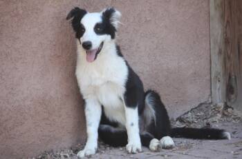 Rescue Australian Shepherd Dogs for Adoption in Albuquerque, New Mexico - Orca | PetCurious