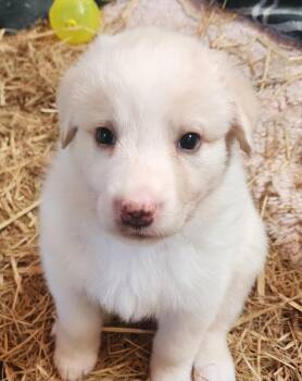 Jett -  Great Pyrenees and Golden Retriever Dog for Adoption in Lafayette, California - Jett | PetCurious
