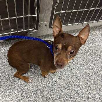 Coco -  Chihuahua Dog for Adoption in Grand Rapids, Michigan - Coco | PetCurious